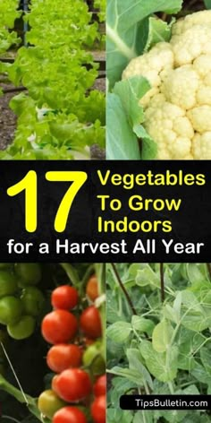 vegetables to grow indoors for a harvest all year