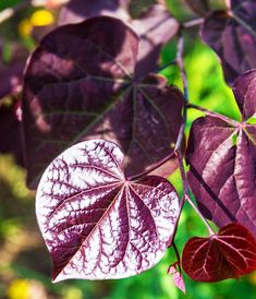 purple and red leaves hanging from a tree