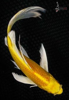 an orange and white koi fish swimming in the dark water with it's tail curled up