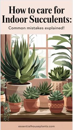 healthy indoor succulents Succulent Rock Garden, Indoor Succulents, Succulent Landscape Design, Succulent Landscaping, Root Rot, Types Of Succulents, Plant Tags, Succulents Indoor, Succulent Care