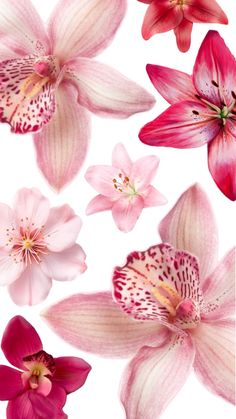 pink and white flowers on a white background