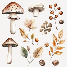 an assortment of mushrooms and leaves painted in watercolor on a white background with clippings