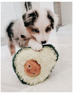 a puppy playing with a stuffed animal on the floor