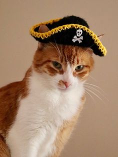 an orange and white cat wearing a pirate hat on top of it's head