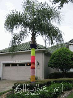 a multi - colored pole in front of a house with a palm tree on the other side