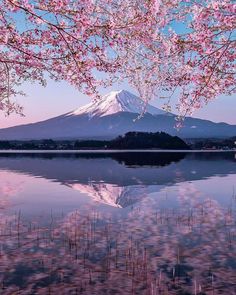 Gunung Fuji, Mount Fuji Japan, Cherry Blossom Japan, Monte Fuji, Japan Landscape, Mont Fuji, Scenery Photos, Japan Photography, Japon Illustration