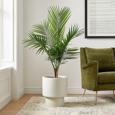 a living room with a green chair and a palm tree in the corner, next to a white planter