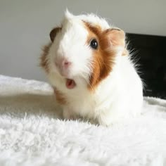 a brown and white guinea pig sitting on top of a bed