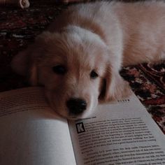 a dog laying on the floor next to an open book