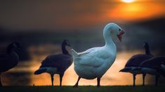 a flock of ducks standing on top of a grass covered field