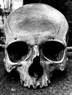 a black and white photo of a human skull