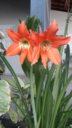 two orange flowers with green leaves in front of a white wall and blue building behind them