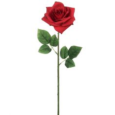 a single red rose with green leaves in a vase on a white background, ready to be cut