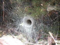 there is a hole in the ground with spider webs on it