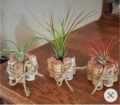 three wine corks tied with twine and air plants in them on a table