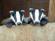 two badgers look out from behind a wooden fence with a speech bubble above them