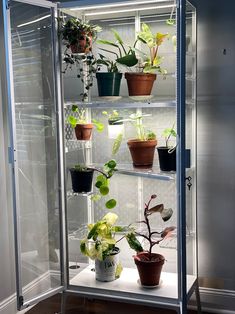 a glass case filled with potted plants on top of a hard wood floor