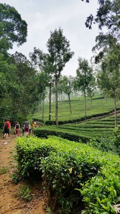 group of people walking on dirt path in front of tea plantation with trees and bushes