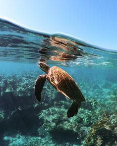 a turtle swimming in the ocean with its head above the water