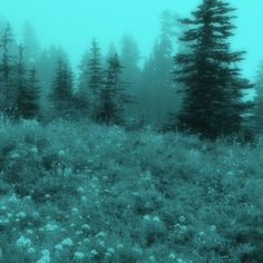 a forest filled with lots of tall pine trees next to a lush green field covered in white flowers