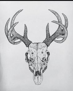 a drawing of a deer skull with antlers on it