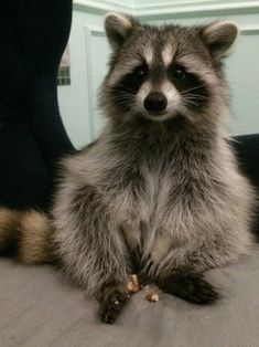 a raccoon sitting on top of a bed looking at the camera