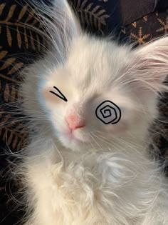 a white cat with black eyes and eyebrows