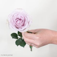 Create beautiful arrangements with lavender Andrea roses for your DIY wedding.
​Alquimia peach roses are great for adding a soft, warm look to your floral arrangements.