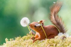 a small squirrel is playing with a dandelion