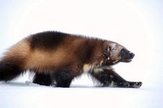 a brown and black animal walking across a snow covered ground with its foot in the air