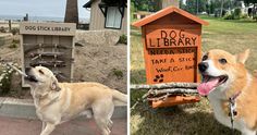 two pictures side by side one has a dog and the other has a sign that says dog library