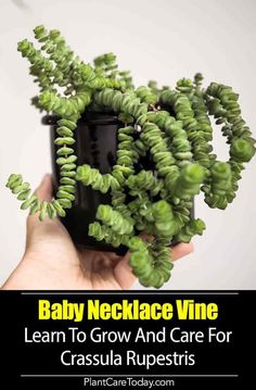 baby necklace vine learn to grow and care for crassula rupestris