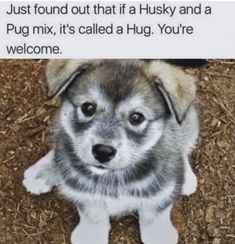 a puppy is sitting on the ground and looking up at the camera with caption that reads, just found out that if a husky and a pug mix, it's called a hug you're welcome