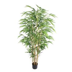 a tall bamboo plant in a black pot