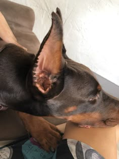 a brown and black dog sitting on top of a couch next to a persons leg