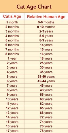 the cat age chart is shown in this image