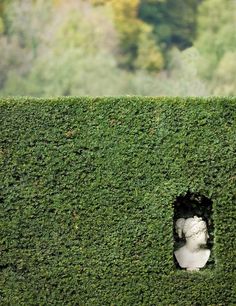 a white bird sitting on top of a lush green hedge