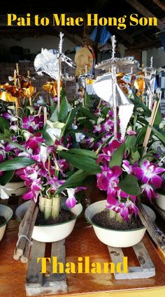 purple orchids are in white bowls with bamboo sticks sticking out of them and the words, pai to mac hong son thailand