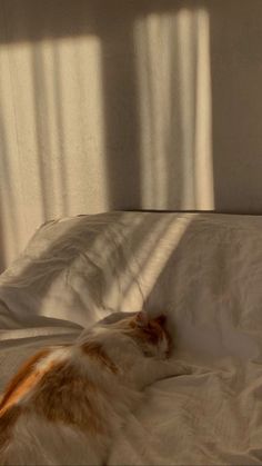 an orange and white cat laying on top of a bed next to a window with the sun shining through it