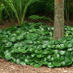 green leaves are growing around a tree in the forest, and it's hard to tell what kind of plant this is