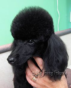 a small black poodle being held by someone