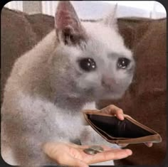 a white cat sitting on top of a couch next to a person holding a wallet