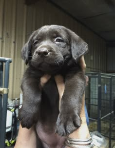 a person holding up a puppy in their arms with one paw on the other side