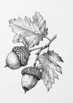 an ink drawing of leaves and acorns