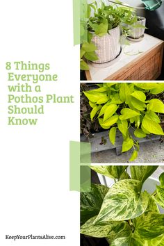 green plants with text that says 8 things everyone with a pothos plant should know