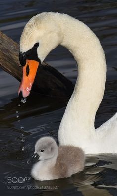 a mother swan and her baby swimming in the water