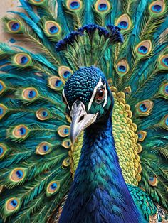 a close up of a peacock with lots of feathers