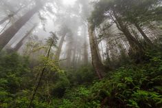 fog in the forest with tall trees and green plants on either side of the path