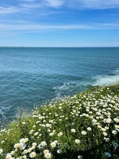 daisies growing on the edge of a cliff by the ocean