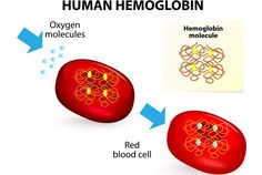 Hemoglobin Rich Foods - Why Is Hemoglobin Important? Iron Deficiency Diet, Iron Deficiency Remedies, Iron Diet, Hemoglobin Levels, Foods With Iron, Coconut Benefits, Iron Deficiency